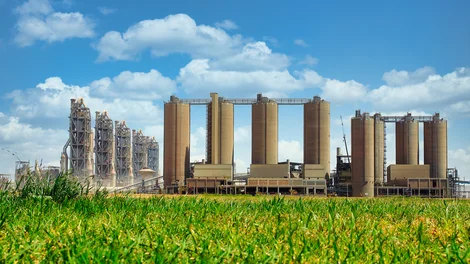 sokhna-plant.jpg